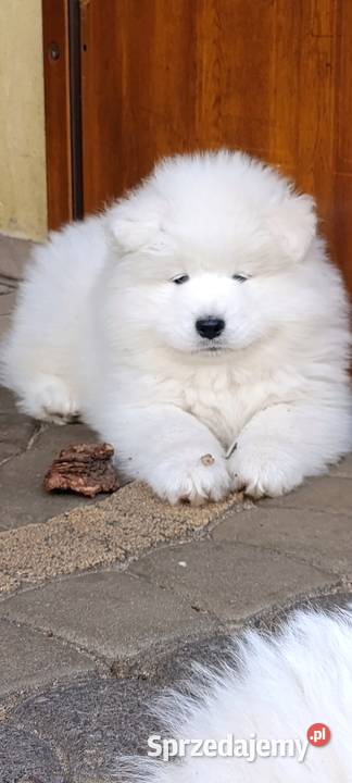Samoyed szczeniaki łódzkie Łowicz