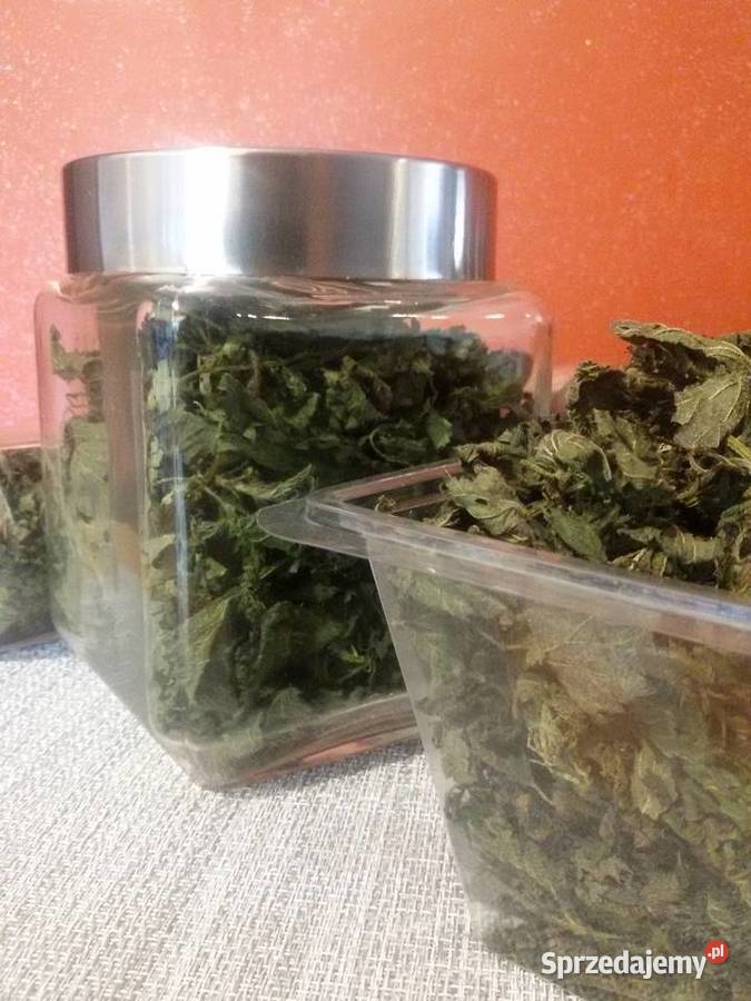 Suszone liście ekologicznej pokrzywy z Rabka-Zdrój