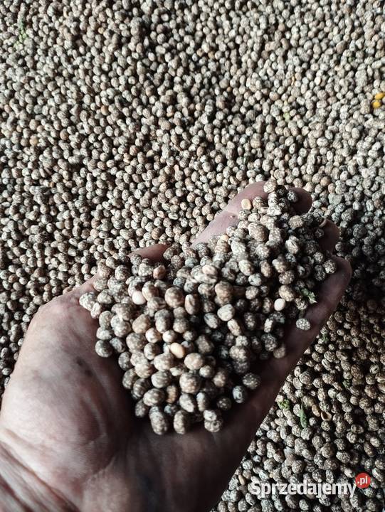 Lubin gorzki wąskolistny Wodzierady