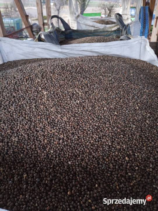 Łubin gorzki pomorskie Karsin