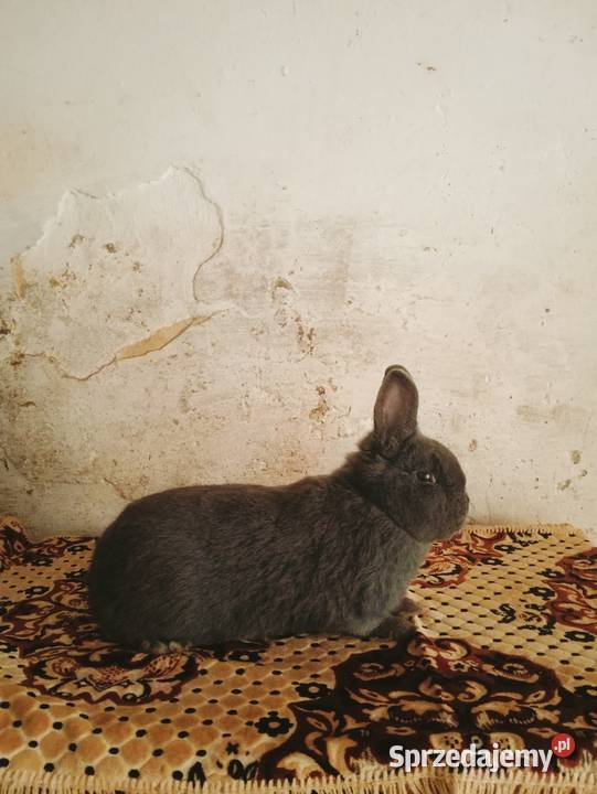 Samiec Wiedeński Niebieski Obarzym