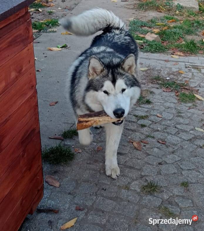 Wyjątkowa Alaskan Malamut szczeniak lubuskie Nowa Sól