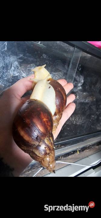 Ślimak aftykanski Lissachatina fulica albino Koszalin