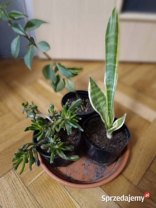 Kwiaty różne odmiany Gdańsk