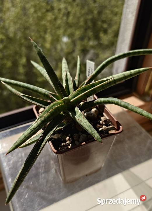 Sansevieria ballyi Tom Grumbley karłowata Warszawa