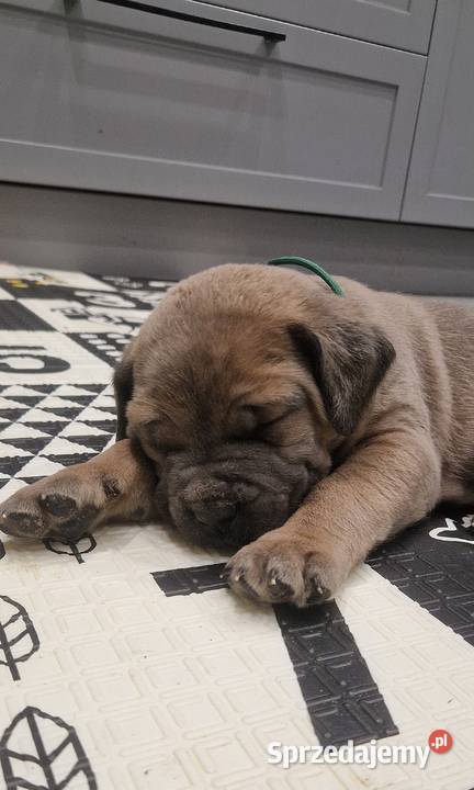 Cane Corso rodowodowe sprzedam