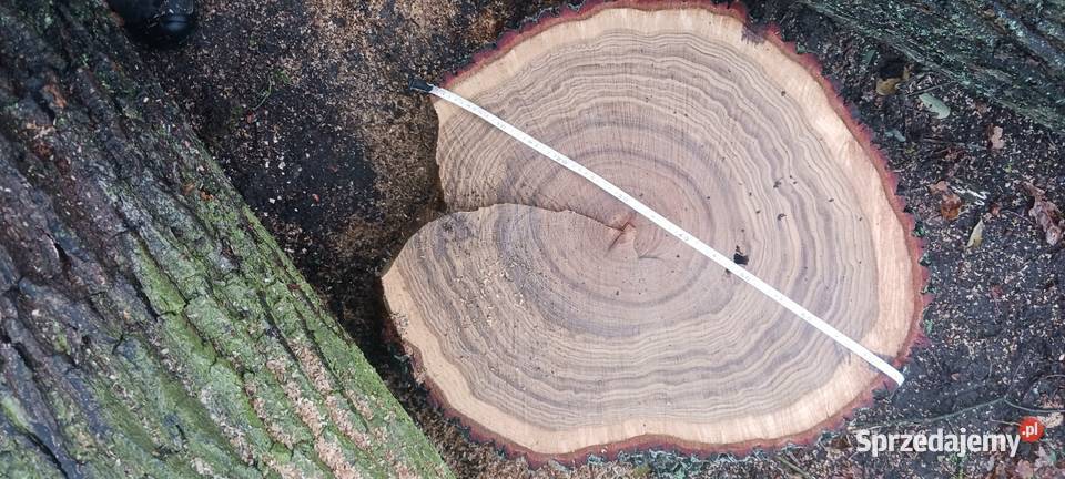 Krążki z drewna dębu