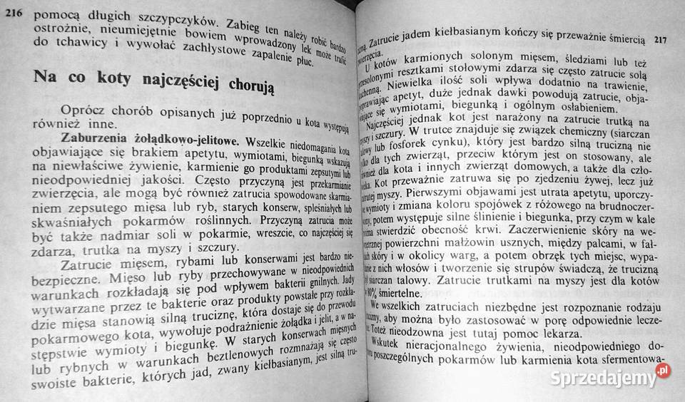 Koty Aleksandra KonarskaSzubska Chełm sprzedam