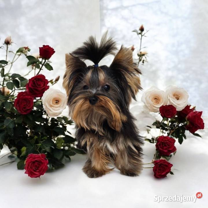 Piękny Maleńki York komplet dokumentów Większy opolskie Opole