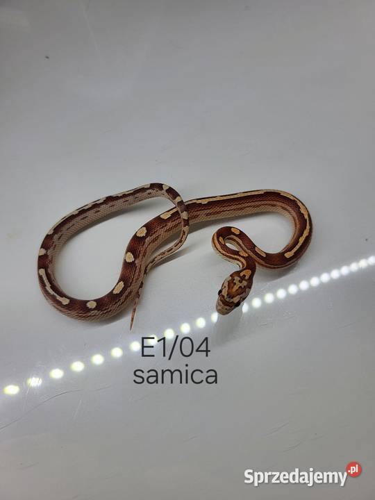 Węże zbożowe Łódź