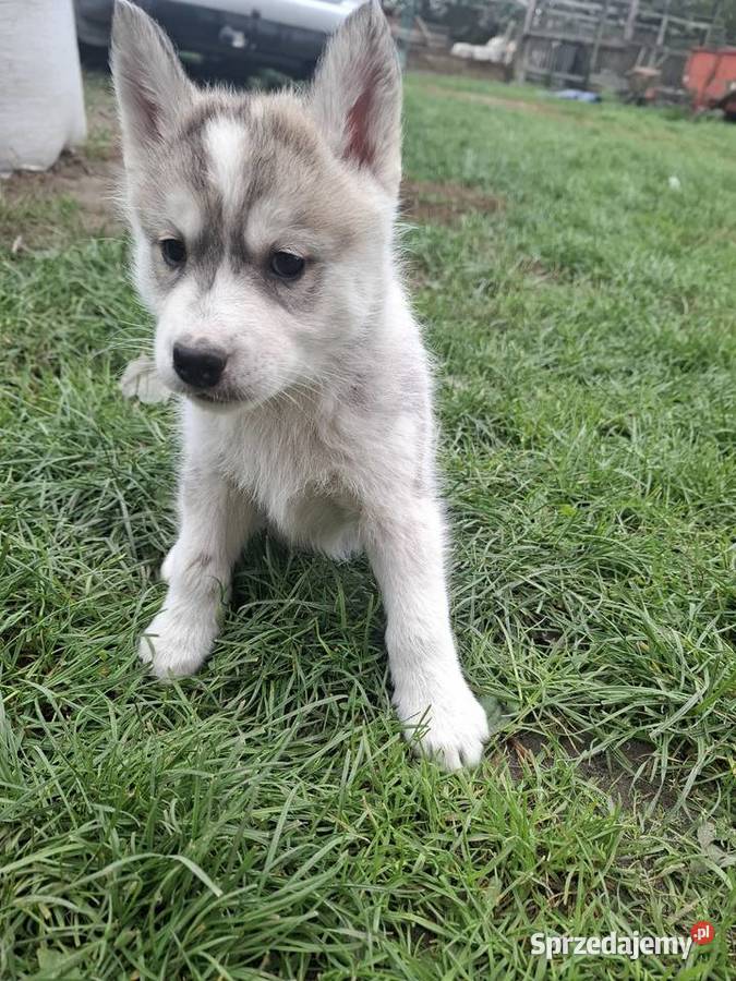 Szczenięta Husky Jędrzejów