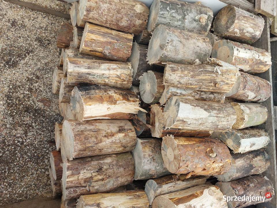 Sosna średnia I gruba