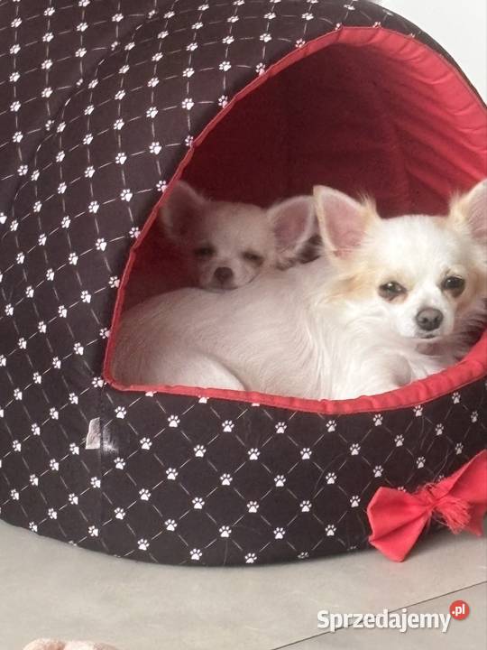 Dziewczynka chichuhaua długowłosa Chihuahua łódzkie Piotrków Trybunalski
