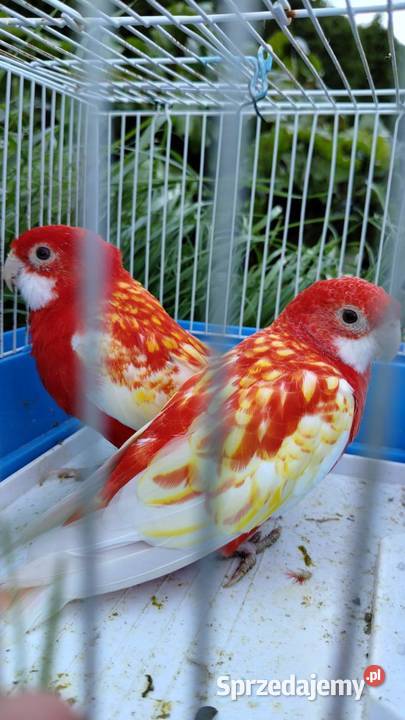 papugi rozelle para lęgowa Jastrowie sprzedam