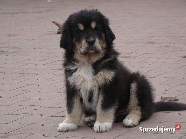 Mioty w hodowli Bisurman Zwierzęta