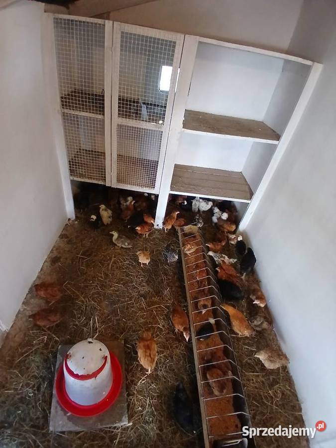 Kurczaki nioski w różnym wieku z zielonych jaj Zamość sprzedam