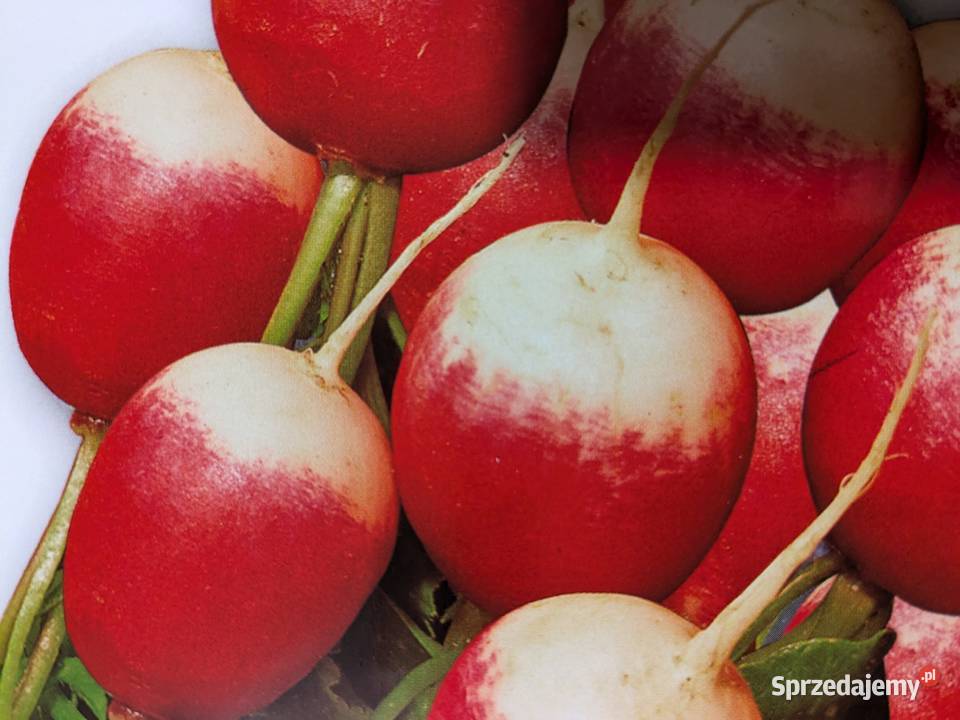 Sałaty świata Nasiona unikatowych odmian