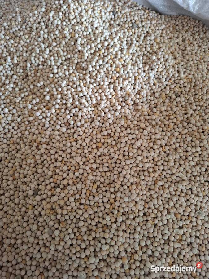 Groch polny 2025 Antoniówka