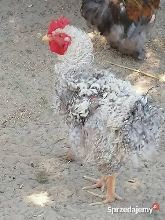 Białoczyby i koguta rasy loczek anagodori młode wielkopolskie Maniewo