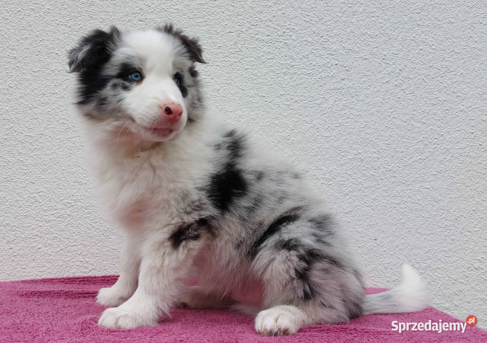 Rasowy pies bluemerle Border Collie z pełną dok