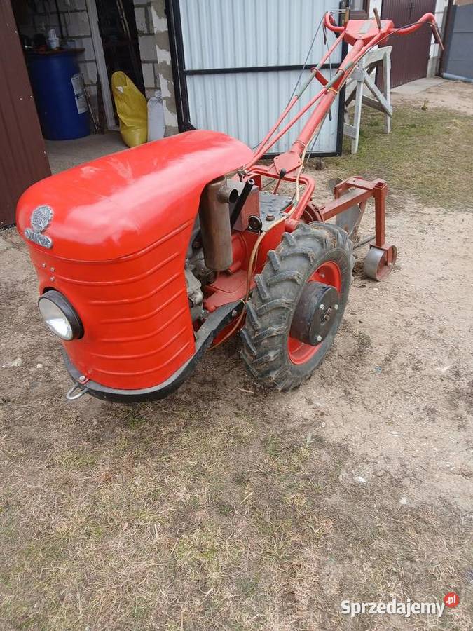 Sprzedam dzik2 Łomża