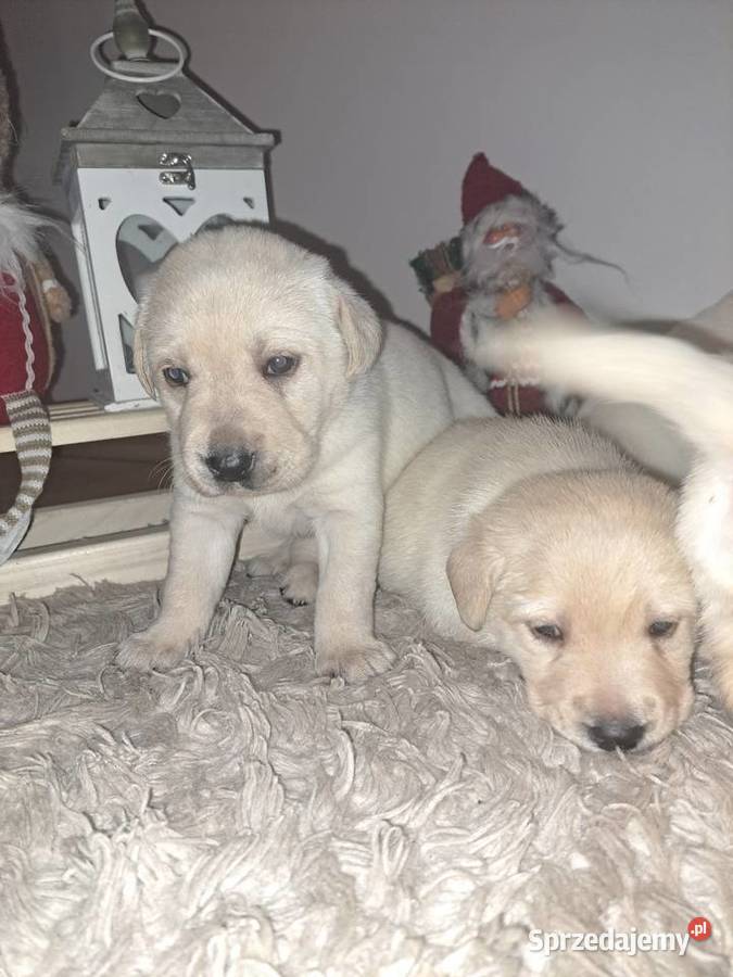 Labrador Retriever szczeniaki Tarnów