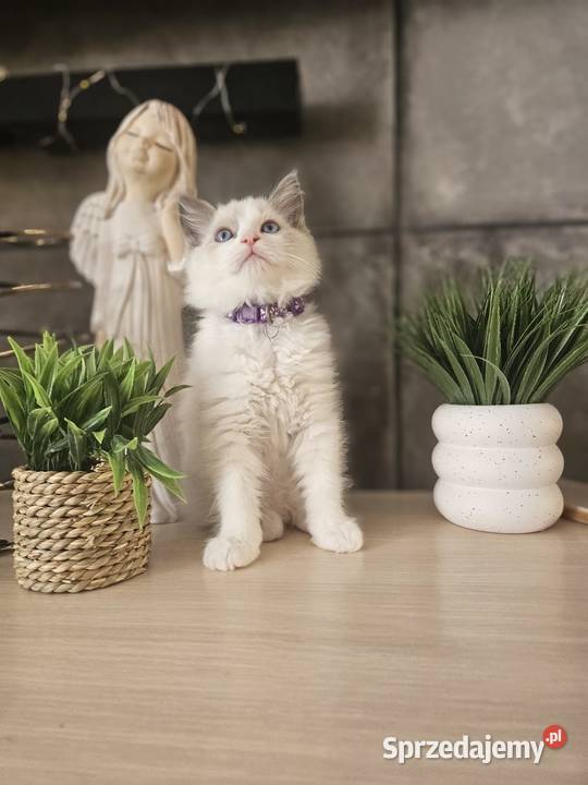 Piękne kocięta Ragdoll szukają domu ojcu FCI Katowice