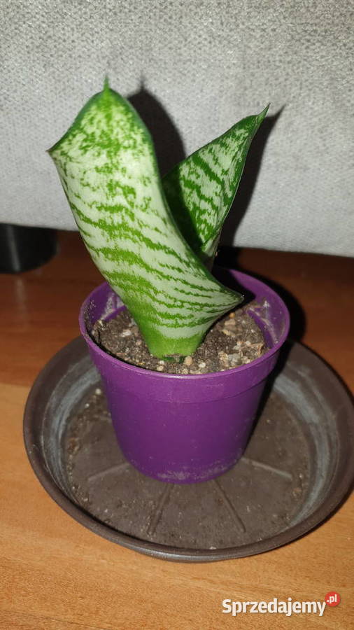 Sansewieria sansa roślina rosnąca Kaktusy i sukulenty Warszawa sprzedam