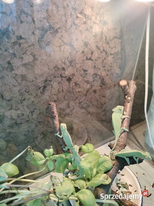 Młode kameleony Młode kameleony