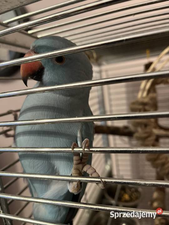 Papuga Aleksandreta obrożna ręcznie karmiona Katowice