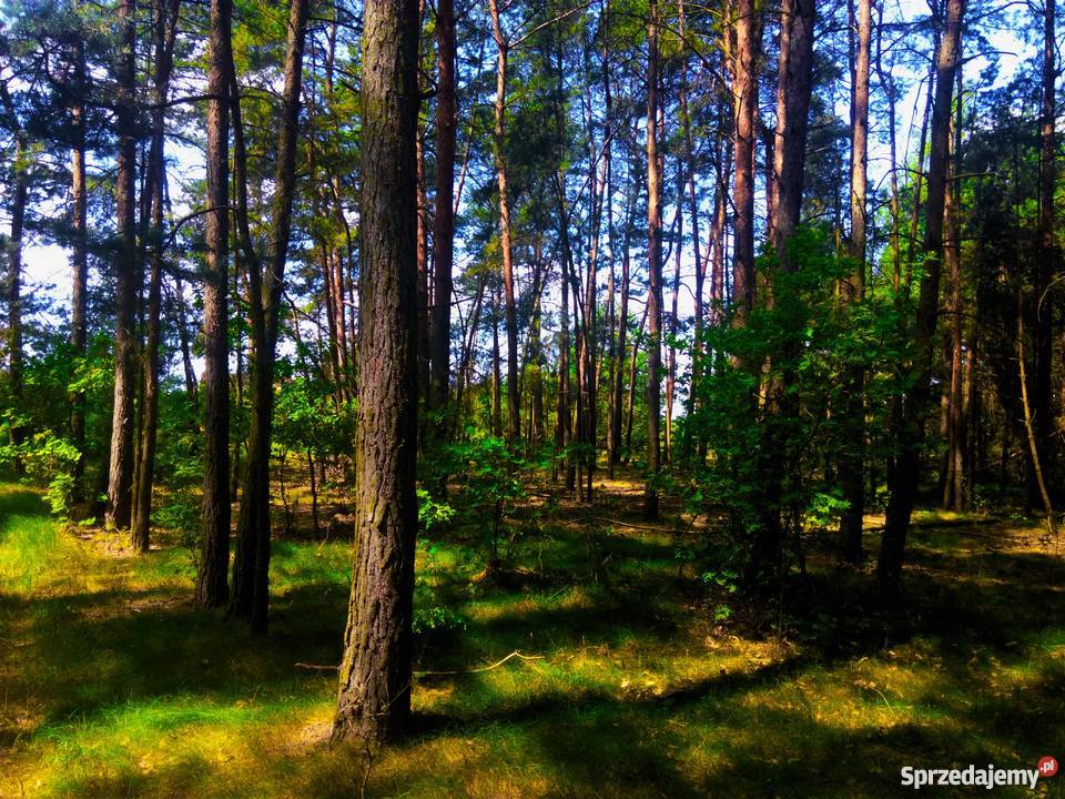 Działka leśna jeziorem w Starym Kramsku lubuskie