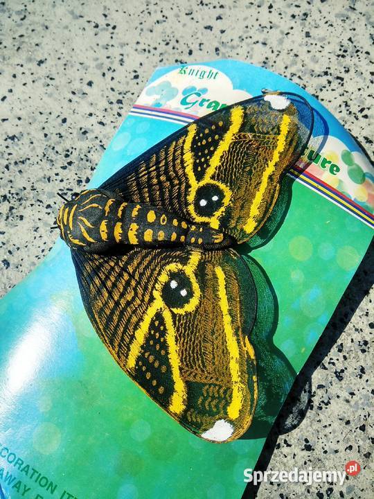 Ozdoby stołu motyle kolekcje unikaty antykwariat Warszawa