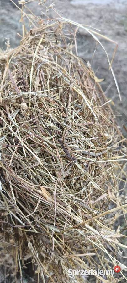 Sprzedam Sianokiszonkę mazowieckie
