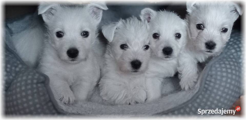 West Highland White Terrier DNA CMO0 westie 2025 śląskie Częstochowa