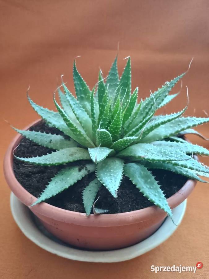 Aloes ościsty roślina doniczkowa śr17Kwiaty zielony łódzkie Łódź sprzedam
