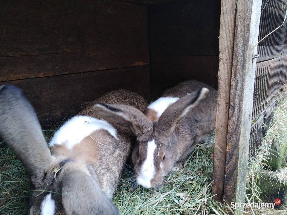 Sprzedam króliki Zakrzówek Szlachecki