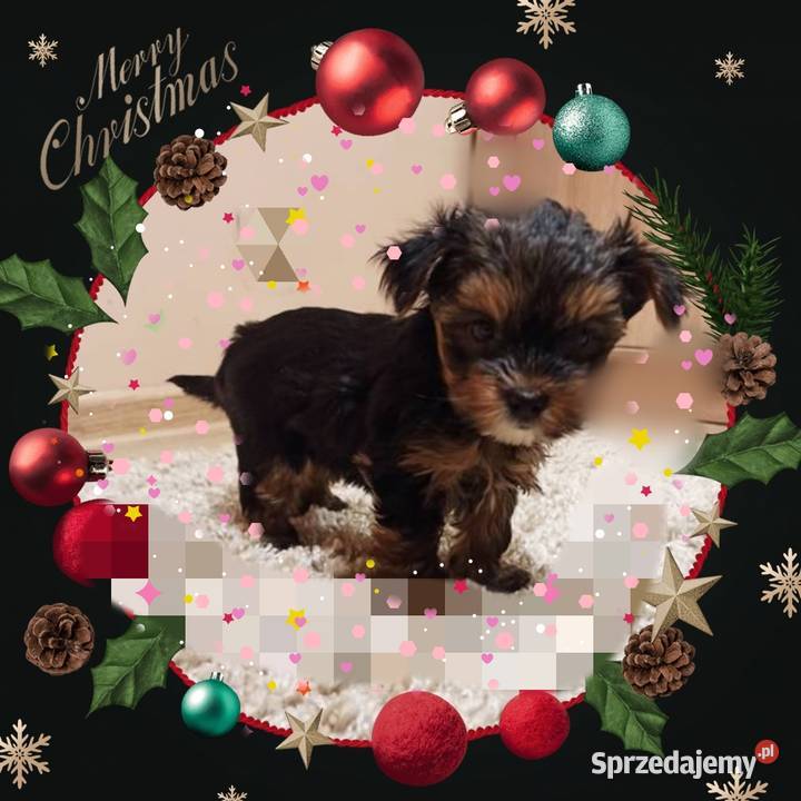 Śliczny szczeniak York terrier Podstolice