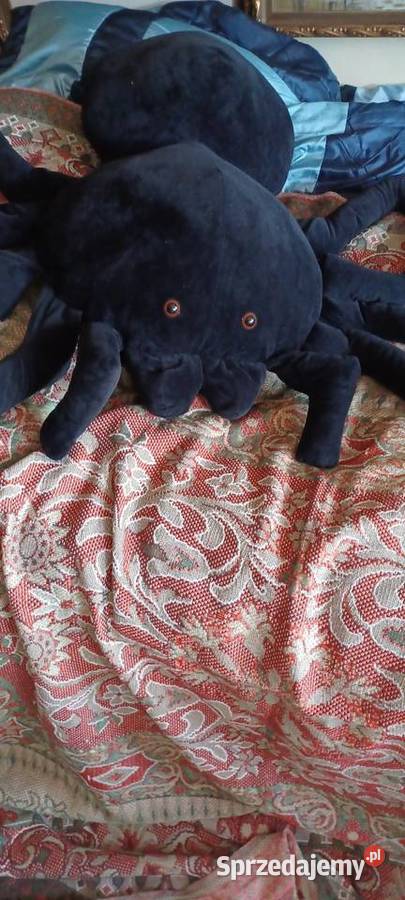 MASKOTA OLBRZYMI PAJĄK MIĘKKA CZYSTA OCZY wielkopolskie Poznań