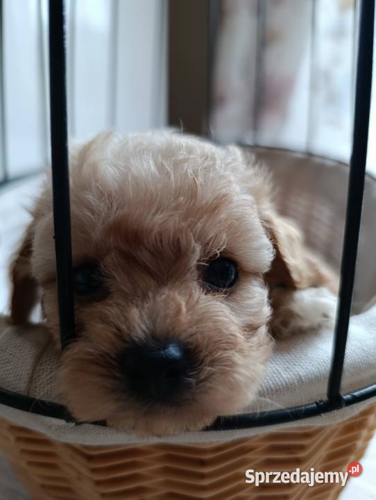 Maltipoo szczeniaki Krapkowice