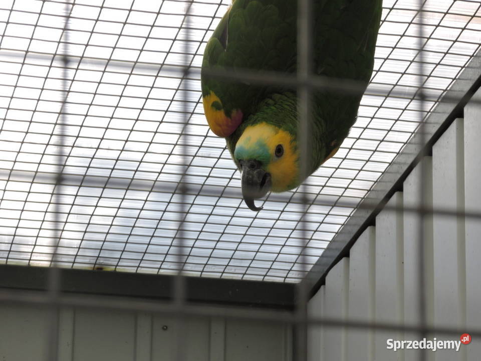 amazonka niebieskoczelna kujawsko-pomorskie Nowe