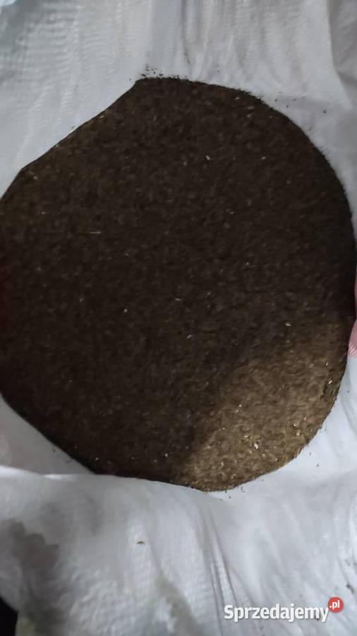 Nasiona ziarno kopru koper do ogórków Rośliny przemysłowe wielkopolskie Gowarzewo sprzedam