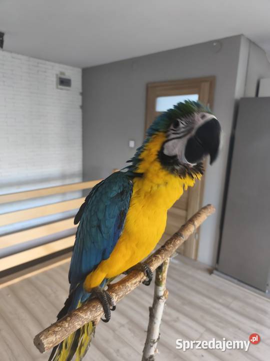 Ara ararauna rk Olkusz sprzedam