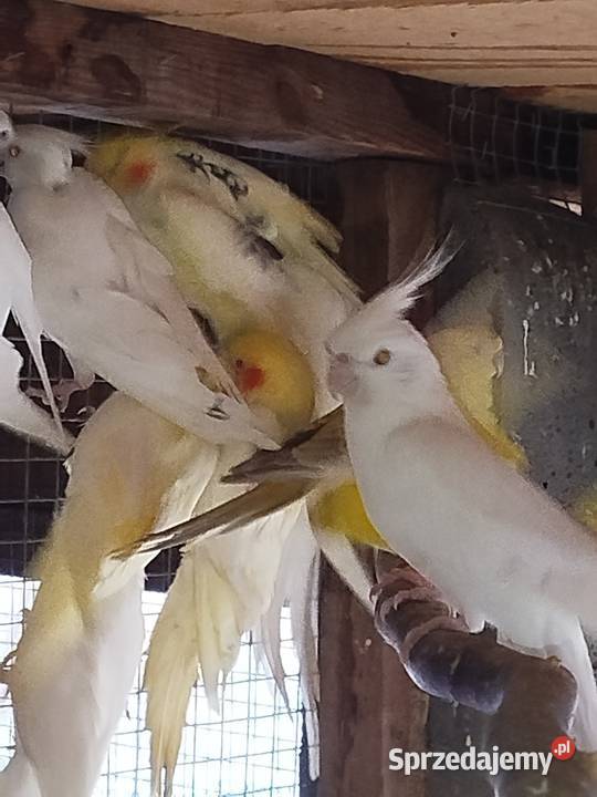 Sprzedam Nimfy Faliste wielkopolskie Bukowiec