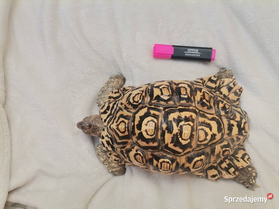 Sprzedam żółwia lamparciego mazowieckie Sochaczew