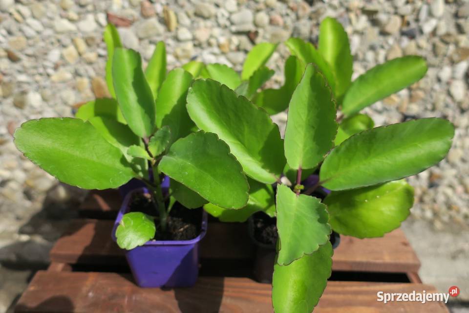 Żyworódka Pierzasta Kalanchoe Pinnata lecznicza Pruszków sprzedam