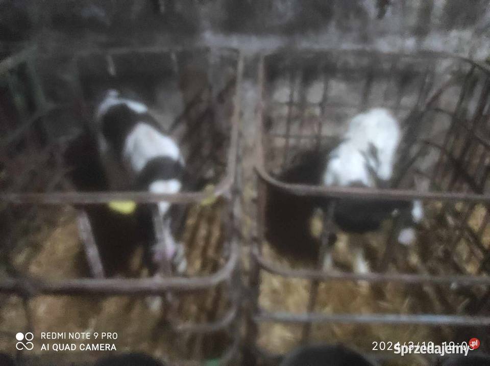 dwutygodniowe byczki Repki