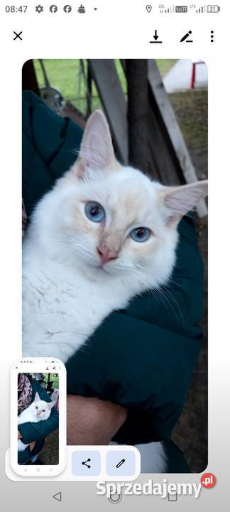 Piękne kocięta Ragdoll z rodowodem i wyprawką Łódź