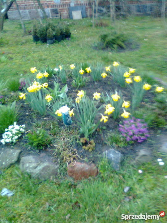 Dom z czerwonej cegły Ornowo