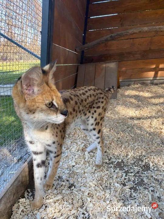 Serwal samiec 2 letni małopolskie Wieliczka sprzedam