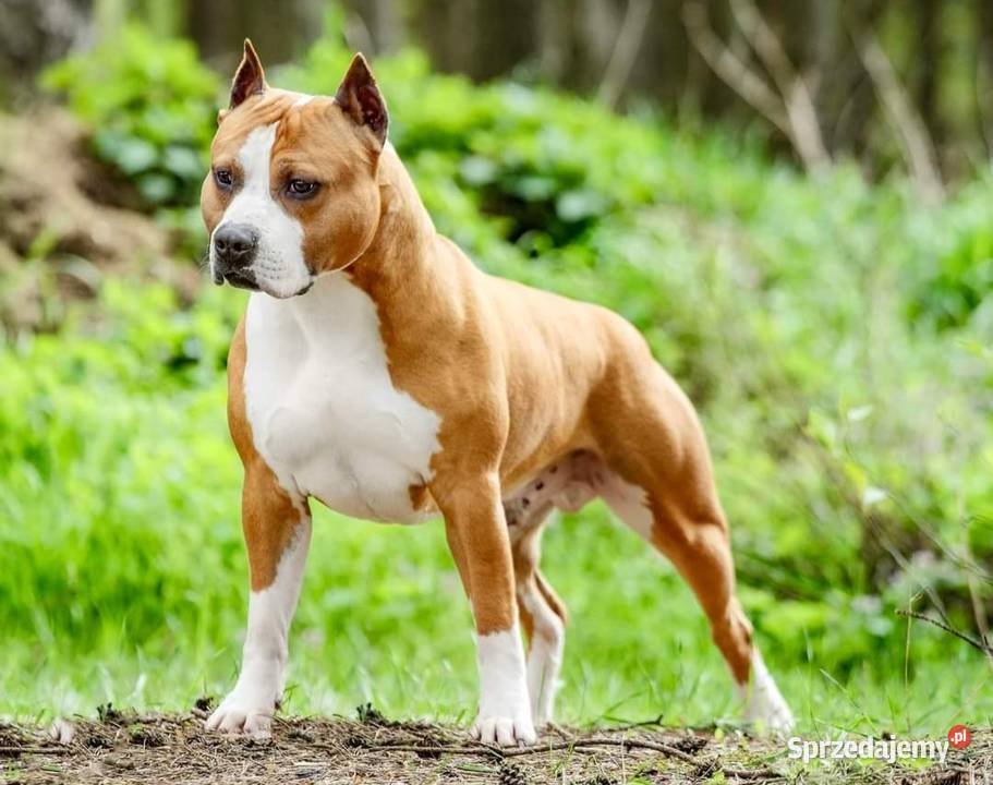 Amstaff American Staffordshire Terrier ZKwP FCI Białystok
